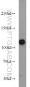 Poly(ADP-Ribose) Polymerase 1 antibody, 22999-1-AP, Proteintech Group, Western Blot image 