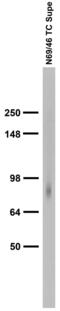 SH3 And Multiple Ankyrin Repeat Domains 3 antibody, 75-109, Antibodies Incorporated, Western Blot image 