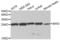 Bridging Integrator 3 antibody, abx002491, Abbexa, Western Blot image 