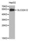 Solute Carrier Family 22 Member 12 antibody, abx003918, Abbexa, Western Blot image 