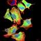 Otoraplin antibody, orb101146, Biorbyt, Immunocytochemistry image 