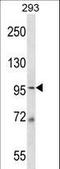 Minichromosome Maintenance Complex Component 6 antibody, LS-C164096, Lifespan Biosciences, Western Blot image 