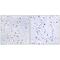 Nephrocystin 4 antibody, PA5-50072, Invitrogen Antibodies, Immunohistochemistry frozen image 