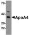 Apolipoprotein A4 antibody, LS-C144359, Lifespan Biosciences, Western Blot image 