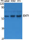 Solute Carrier Family 29 Member 1 (Augustine Blood Group) antibody, STJ96396, St John