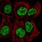 Transcription Elongation Regulator 1 antibody, HPA069808, Atlas Antibodies, Immunofluorescence image 