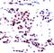 Signal Transducer And Activator Of Transcription 5A antibody, orb14462, Biorbyt, Immunohistochemistry paraffin image 