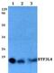 Basic Transcription Factor 3 Like 4 antibody, PA5-75708, Invitrogen Antibodies, Western Blot image 