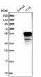 Testis Expressed 9 antibody, PA5-58782, Invitrogen Antibodies, Western Blot image 