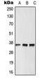 G Protein-Coupled Receptor 12 antibody, LS-C352260, Lifespan Biosciences, Western Blot image 