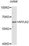 Myosin Light Chain Kinase 2 antibody, LS-C749299, Lifespan Biosciences, Western Blot image 