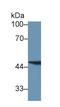 Fumarylacetoacetate Hydrolase antibody, LS-C294172, Lifespan Biosciences, Western Blot image 