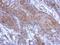 Calpain 2 antibody, NBP2-15676, Novus Biologicals, Immunohistochemistry frozen image 