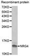 High Mobility Group 20A antibody, orb341265, Biorbyt, Western Blot image 