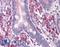 Ankyrin Repeat Domain 27 antibody, LS-B4720, Lifespan Biosciences, Immunohistochemistry frozen image 