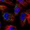 Isocitrate Dehydrogenase (NAD(+)) 3 Alpha antibody, NBP1-85840, Novus Biologicals, Immunocytochemistry image 