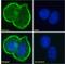 Mucin 1, Cell Surface Associated antibody, NBP2-62561, Novus Biologicals, Immunofluorescence image 