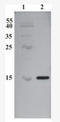 Cerebral dopamine neurotrophic factor antibody, AM33440PU-N, Origene, Western Blot image 