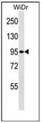 G Protein Nucleolar 2 antibody, AP51882PU-N, Origene, Western Blot image 