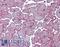 DC-STAMP Domain Containing 1 antibody, LS-B3553, Lifespan Biosciences, Immunohistochemistry frozen image 