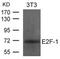 E2F-1 antibody, 79-747, ProSci, Western Blot image 