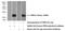 Proline Rich 4 antibody, 11909-1-AP, Proteintech Group, Western Blot image 