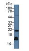 Regenerating Family Member 3 Gamma antibody, abx132047, Abbexa, Western Blot image 