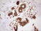 PYM Homolog 1, Exon Junction Complex Associated Factor antibody, LS-C339988, Lifespan Biosciences, Immunohistochemistry paraffin image 