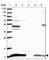 ATP Synthase Peripheral Stalk Subunit F6 antibody, HPA031069, Atlas Antibodies, Western Blot image 