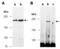 Tet Methylcytosine Dioxygenase 2 antibody, M1086-1, Abiocode, Western Blot image 