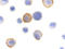 Bcl2 Modifying Factor antibody, ADI-905-184-100, Enzo Life Sciences, Immunocytochemistry image 