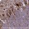 Transmembrane Protein 189 antibody, NBP2-32476, Novus Biologicals, Immunohistochemistry paraffin image 