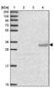 T Cell-Interacting, Activating Receptor On Myeloid Cells 1 antibody, NBP2-30759, Novus Biologicals, Western Blot image 