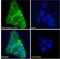 PATJ Crumbs Cell Polarity Complex Component antibody, NB100-1354, Novus Biologicals, Immunofluorescence image 