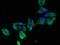 Myosin Light Chain 2 antibody, A64120-100, Epigentek, Immunofluorescence image 
