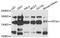 PTPRF Interacting Protein Alpha 1 antibody, STJ112424, St John
