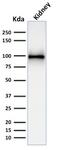 Membrane Metalloendopeptidase antibody, GTX18043, GeneTex, Western Blot image 