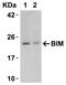 Apoptotic chromatin condensation inducer in the nucleus antibody, NBP1-76869, Novus Biologicals, Western Blot image 