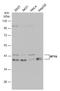 Nuclear Transcription Factor Y Subunit Alpha antibody, NBP2-19533, Novus Biologicals, Western Blot image 