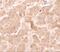 Guanylate-binding protein 5 antibody, A07110, Boster Biological Technology, Immunohistochemistry paraffin image 