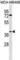 Abhydrolase Domain Containing 1 antibody, abx030344, Abbexa, Western Blot image 