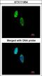 CDC28 Protein Kinase Regulatory Subunit 2 antibody, LS-C186230, Lifespan Biosciences, Immunocytochemistry image 