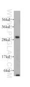 Protein CREG1 antibody, 12220-1-AP, Proteintech Group, Western Blot image 