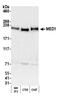 PBP antibody, A300-793A, Bethyl Labs, Western Blot image 