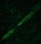 Transgelin antibody, NBP2-20405, Novus Biologicals, Immunohistochemistry paraffin image 