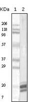 Interleukin 1 Alpha antibody, 32-178, ProSci, Enzyme Linked Immunosorbent Assay image 