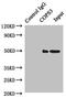 COP9 signalosome complex subunit 3 antibody, LS-C675572, Lifespan Biosciences, Immunoprecipitation image 