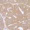 Ribosomal Protein L7 antibody, NB100-2269, Novus Biologicals, Immunohistochemistry frozen image 