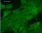 DnaJ Heat Shock Protein Family (Hsp40) Member B1 antibody, TA326376, Origene, Immunofluorescence image 