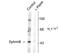 EPH Receptor B2 antibody, TA309119, Origene, Western Blot image 